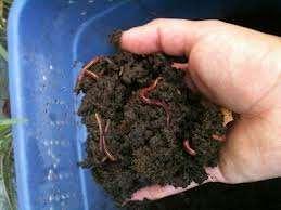 Advantages of Vermicomposting Vermicompost is an eco-friendly natural fertilizer Prepared from