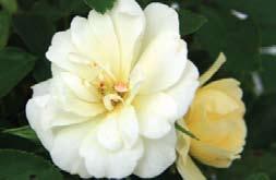 Popcorn Drift starts out yellow and fades to cream white, sometimes suffused with
