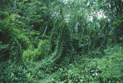 Identifying Invasive Plants Key considerations in controlling invasives: Know your enemy!