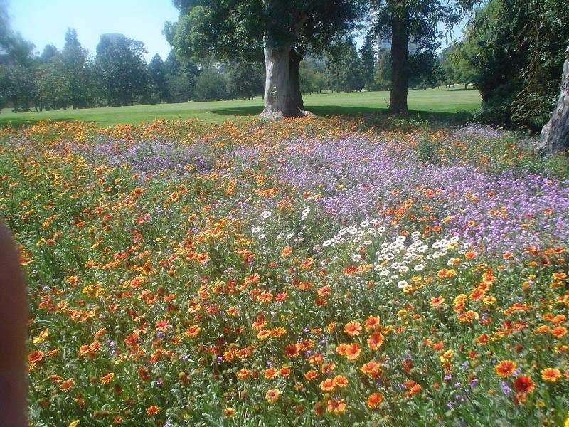 Wildflower Planting for Golf Courses Planting a Wildflower Area for a Golf Course The creation of a wildflower area for a golf course situation involves vision, planning, consultation and preparation.