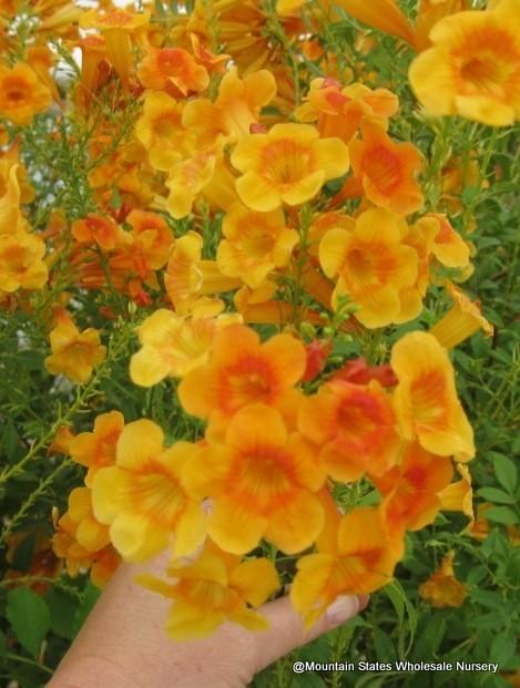 Tecoma Hybrid Solar Flare Bright yellow/orange flowers spring - fall Drought resistant Sunset