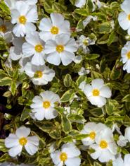 Little Miss Sunshine Cistus (rockrose) (Cistus Corbariensis hybrid) Feature/white flowers in spring; year-round colorful foliage Evergreen or deciduous evergreen USDA zones hardy to 20 F USDA