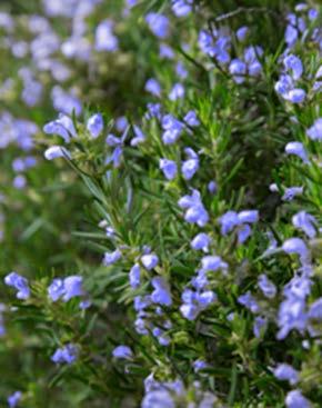 Violet blue flowers in spring Chef s Choice Rosemary (Rosemary officinales) Evergreen or deciduous evergreen USDA zones: hardy to -10 F USDA