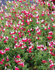 Little Kiss Salvia (Salvia microphylla) Feature/red and white bi-color blooms spring to fall Evergreen or deciduous evergreen USDA zones hardy to -10 F zones