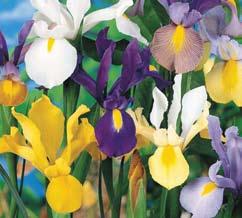 ..delightful in the garden, exquisite in arrangements. Very winter-hardy, blooming profusely in mid-spring. Grows to 16 inches tall. Item # 33: Mixed Dutch Iris 7 PREMIUM BULBS $6.