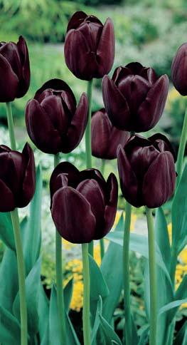 PINK TULIPS - 10 Bulbs 36 (Tulipanes rosados - 10 Bulbos) Brighten up beds and borders with this delicate beauty.