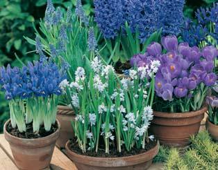 To help you select the perfect flowering plants, we have included their sun requirements: Full Sun Partial Sun COOL BLUE COLLECTION - 46 Bulbs 37