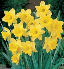 50 39 DUTCH MASTER DAFFODILS - 3 Bulbs (Narcisos Dutch Master 3 Bulbos) Traditional jonquil-type all-yellow daffodils make a sunny statement wherever they re