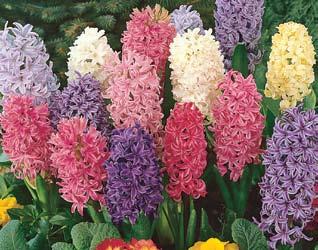 Ideal for forcing, these fragrant beauties thrive indoors as living potpourri. 5 Item # 42: Mixed Hyacinths 3 PREMIUM BULBS $10.