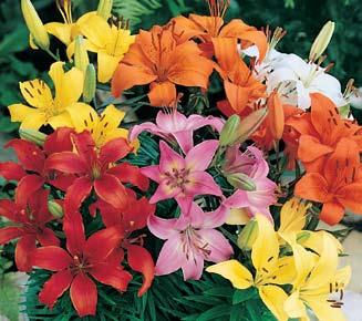vivid color when the clusters of flowers come into full bloom. Winter-hardy plants will grow to a height of 3 to 4 feet and give years of gardening pleasure.