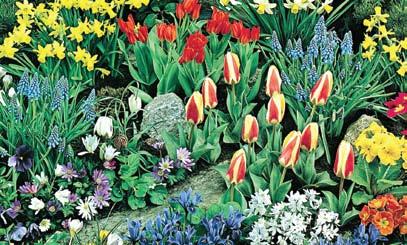 Super Spring Flowering Collection 7 49 SUPER SPRING COLLECTION 49 Bulbs (Super Coleccion del Resorte) GREAT SAVINGS!