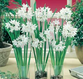 A magnificent springtime display including mixed crocus, rock garden allium, sky blue lilies and striped tulips. Item # 49: Super Spring Collection 49 PREMIUM BULBS $21.