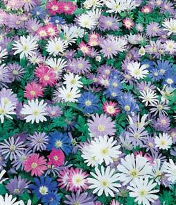 MIXED ANEMONE BLANDA (WINDFLOWERS) 15 Bulbs (Blanda mixto de anemona - 15 Bulbos) 52 Celebrate Nature in Bloom Cute, colorful, and carefree daisy-like blooms