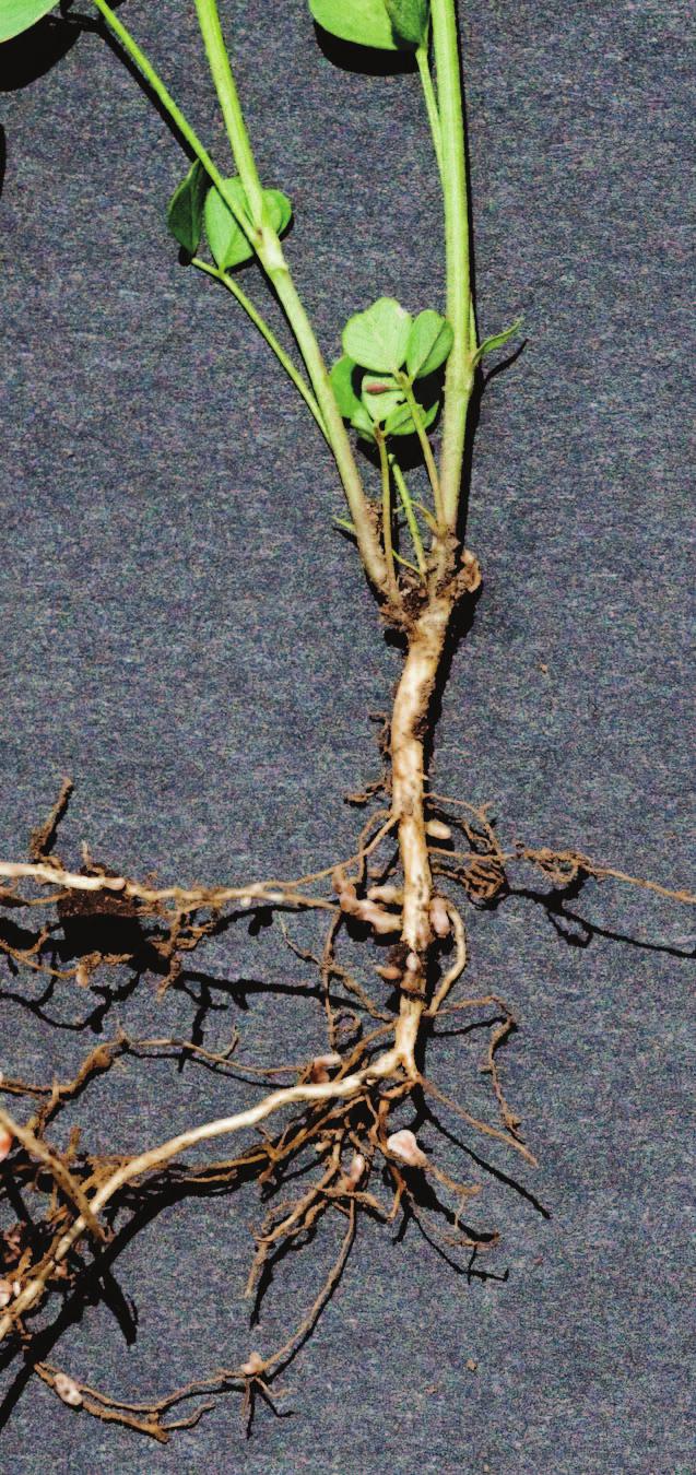 Alfalfa varieties with greater fall dormancy tend to have more pronounced contractile growth than those with less dormancy: their nodes are pulled farther below the soil surface.