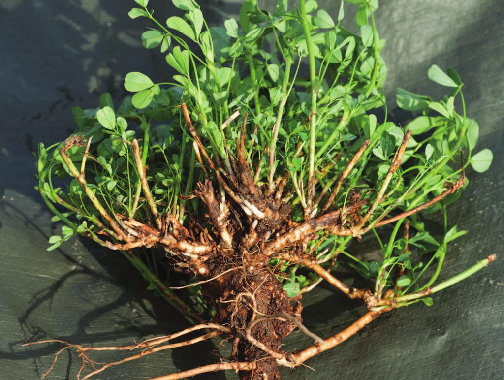 BOTONY Vegetative stage During early vegetative growth in the spring or after harvest, the alfalfa has insufficient leaf area to produce enough energy, purely through photosynthesis, to support