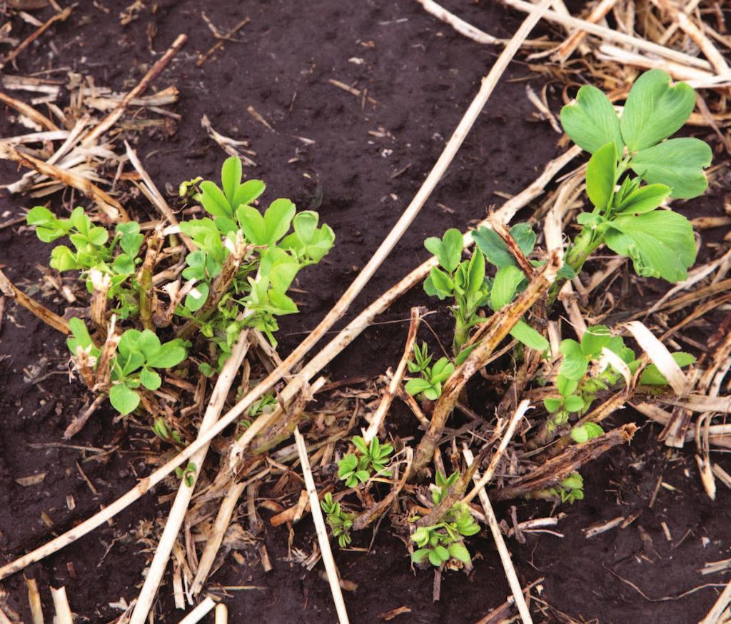 BOTONY Winter hardening and winter survival Shortening days and declining temperatures in the fall can cause some alfalfa varieties to change their vegetative growth pattern.