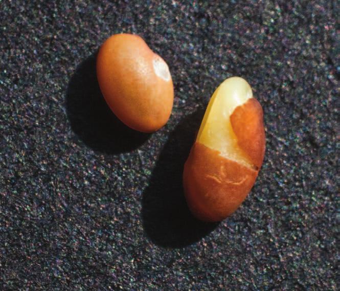 BOTONY Germination & emergence Alfalfa seeds begin to germinate after absorbing about 125 percent of their weight in water and swelling to break the seed coat (see figure 3).