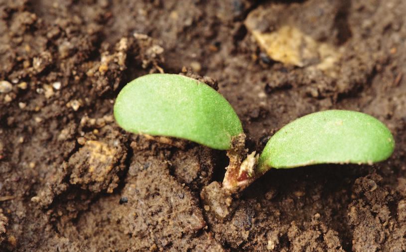 BOTONY Seedling growth & establishment The establishment phase is the period between seedling emergence and first harvest.