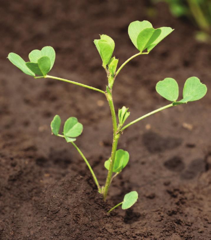 All weeds should be controlled in new seedings, both spring and fall. Herbicides should generally be applied as early as alfalfa will tolerate the herbicide.