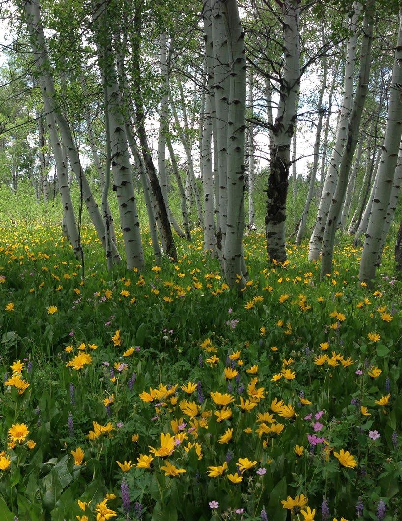 GREAT NORTHERN Landscape Conservation Cooperative 2015 ANNUAL REPORT LANDSCAPE CONSERVATION COOPERATIVE Aspen forests are high-value habitat in the