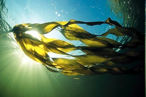 Prior to application Enhancers Seaweed (0.5 oz per gallon) Liquid Kelp LC-10 + 7 (0.