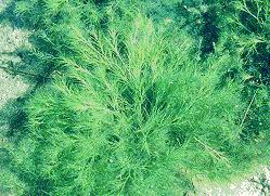 Submerged plants The most common submerged plants included bushy pondweed (Najas flexilis), coontail (Ceratophyllum demersum), flat-stem pondweed (Potamogeton zosteriformis), Canada waterweed (Elodea