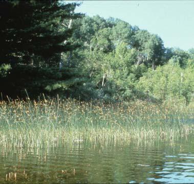 Emergent plants Emergent aquatic plants offer shelter for insects and young fish as well as food, cover and nesting material for waterfowl, marsh birds and muskrats.