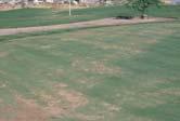problematic on several cool season turfgrasses including Poa