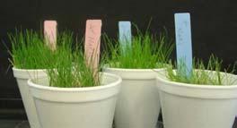 grasses Increase options for control measure target effective cultural practices make sure the fungicides can