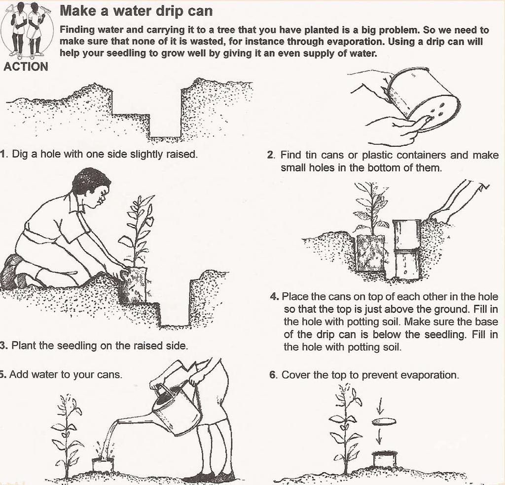 Image: ACTION Magazine How do you plant a cutting?