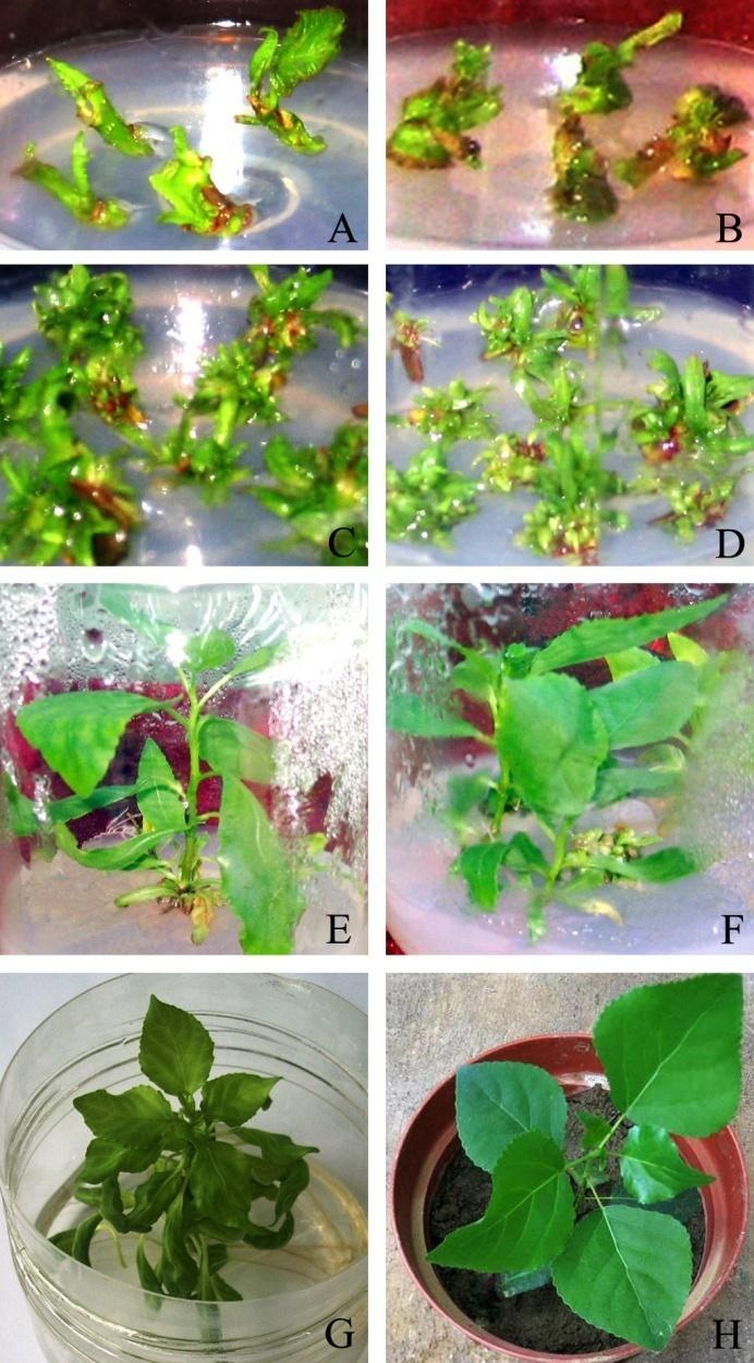 Direct regeneration of plants derived from in vitro cultured shoot tips and leaves of poplar 369 highest number of shoot formation and shoot growth were fairly good in this treatment (Fig. 1C and 1D).
