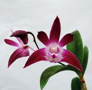 Dendrobium Tosca Shiraz Ice Beautiful flowering size meristems of our very showy wine colored Australian Dendrobium.