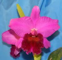 Lc. Black Forest Dark Splendor This new and exclusive introduction is fantastic.