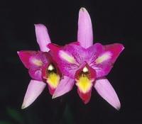 Specimens boast dense displays of beautiful three toned flowers. Easy to grow.