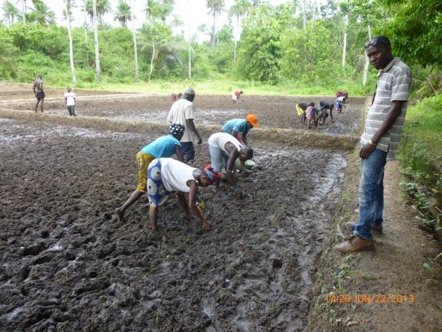 Once the farmers/ labourers gain experience, it can be completed with fewer persons. There is an advantage in transplanting the seedling as soon as possible after it is uprooted from the nursery.