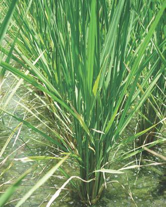 1. Meaning of SRI Methods To achieve higher productivity in Rice: SRI is an acronym for the system of rice intensification.