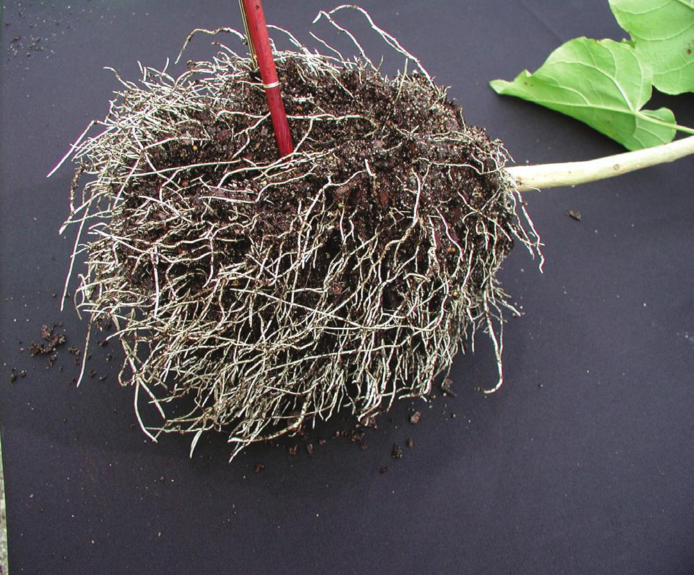 Solutions for Pot-in-Pot Root Escape, Root Circling, and Heat Shock at Harvest by Dr. Carl E.