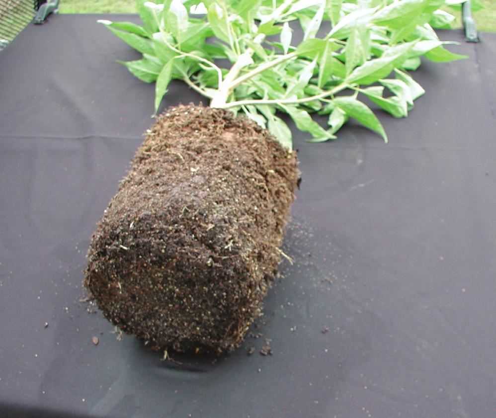 Roots evolved in soil, generally protected further by an insulated mass of surface debris. Sensitivity to temperature extremes by plant roots appears to vary modestly among species.