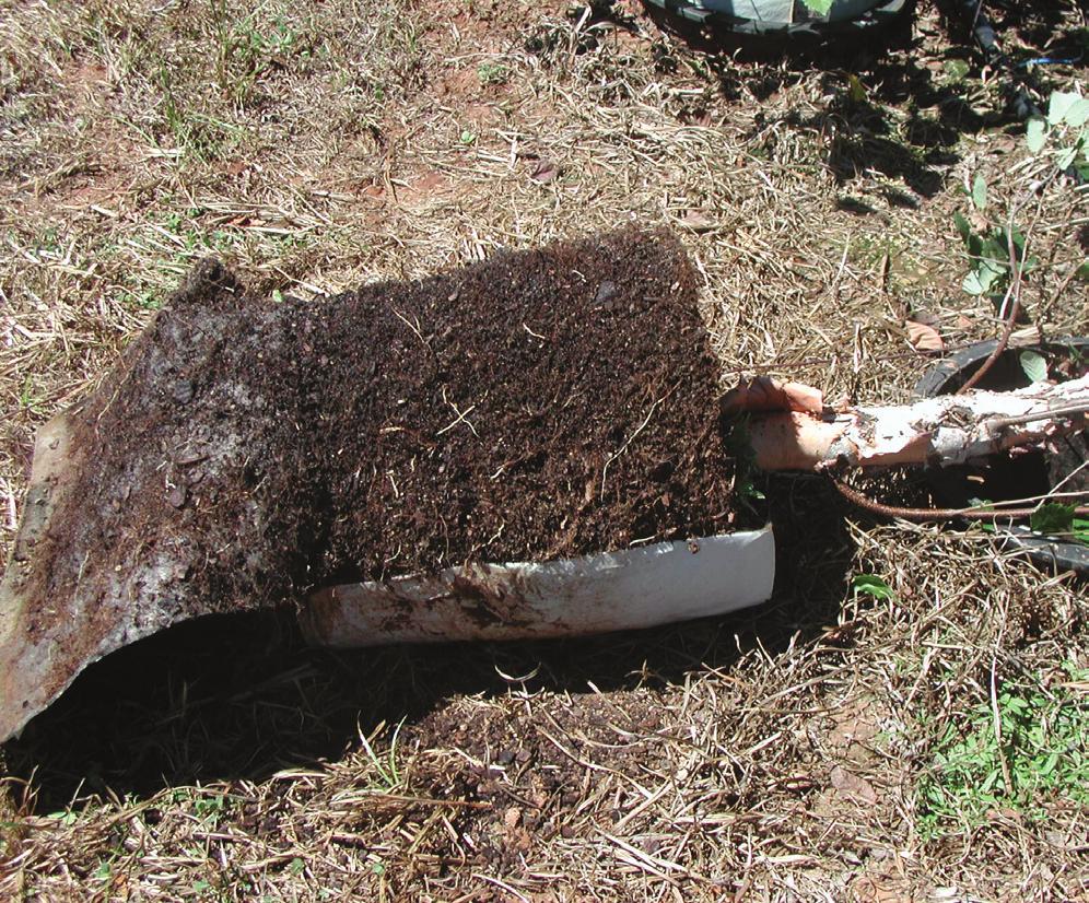 Figure 5. With white fabric containers, white root tips were present on the exposed side of the container and on the surface of the exposed growth medium (above). When the surface Figure 4.