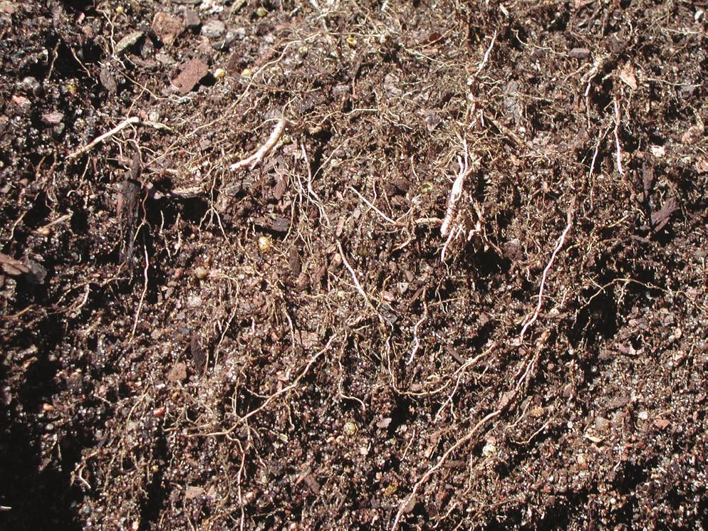 In a few cases roots were additional white roots were observed (below). dead beyond the exposed area.