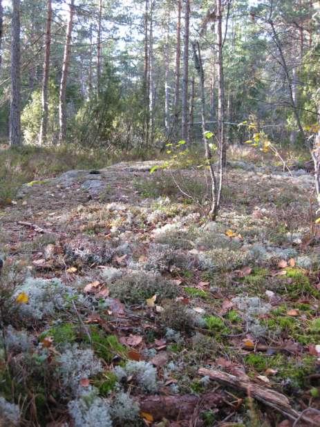 Biodiversity conservation in Östersundom Sipoonkorpi national park joins Natura 200 network to northern forest area Maintaining