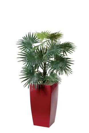 Plant Height: 1750mm Spread: