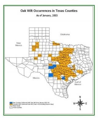 Introduction How To Identify and Manage Oak Wilt in Texas Oak wilt, one of the most destructive tree diseases in the United States, is killing oak trees in central Texas at epidemic proportions (fig.