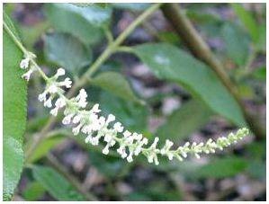 UF/IFAS Extension Sweet almond bush Aloysia virgata This shrub/tree can reach a height and spread of 6-12 feet. It tolerates any soil ph from 4.