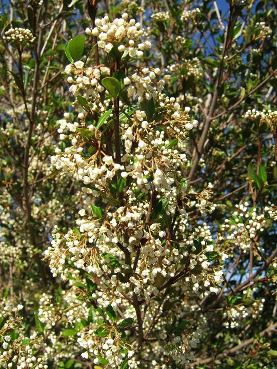 Walter s viburnum - Viburnum obovatum and cvs. - This shrub can reach a height of 8-25 feet and spread of 6-10 feet.