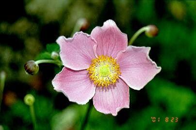 It is difficult to know what the true botanical identification is for the plants most commonly called Japanese anemone as they have been variously referred to as Anemone japonica, then Anemone x