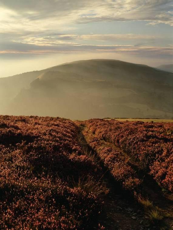 Although heather moorland is considered a wild, undeveloped natural habitat, it has been created through continuous management by people over many centuries.