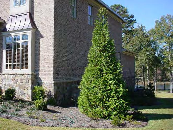 PRUNING NEEDLE EVERGREENS Require little pruning May be limbed up if desired