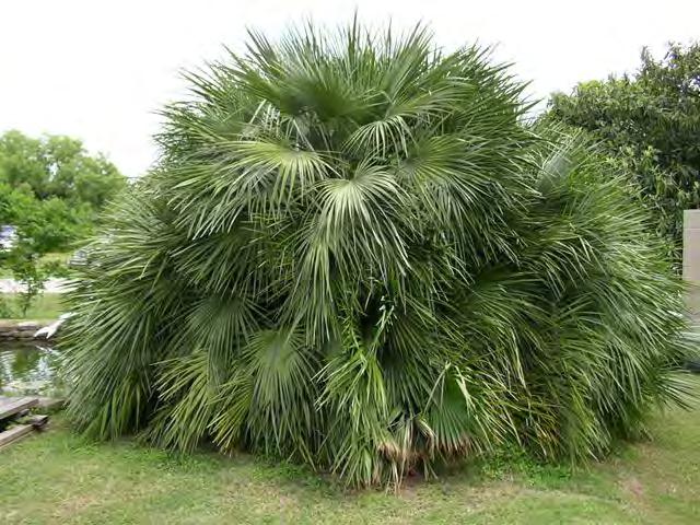 PRUNING PALMS -Some palms are