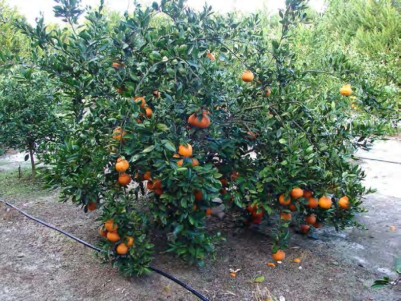 CITRUS Rarely need pruning Limb up from bottom